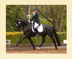 Dressage