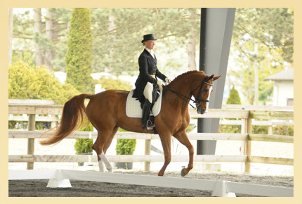 Sandra Verda Dressage